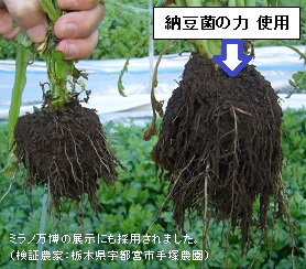納豆菌の力使用